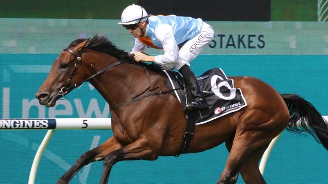 Classy mare Montefilia looks hard to beat in the Group 2 Hill Stakes. Picture: Grant Guy