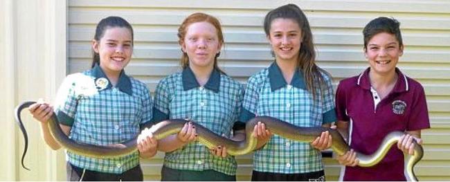 Sumira, Carmen, Molly and Jay got up close and personal with a python during Chatsworth Island Public School's educational visit from RESTA (Reptile Education Safety Training Australia). Picture: Chatsworth Island Public School