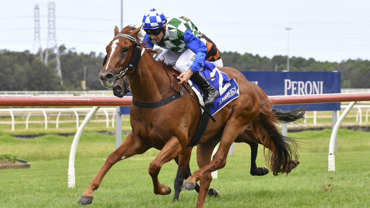 Lightly-raced gelding Winston Hills can bring up the hat-trick at Randwick. Picture: Bradley Photos