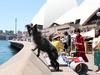 Peppa the seagull patrol dog at the Sydney Opera House from Mad Dogs and Englishmen patrolling the Opera Bar with Handler Lauren Swan. Picture Rohan Kelly