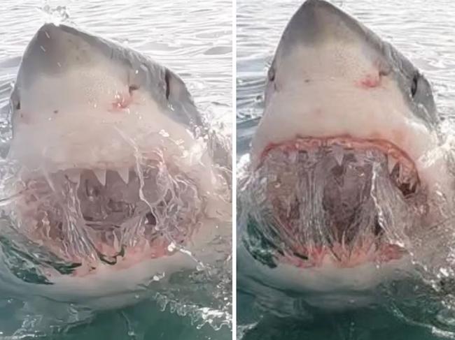 Giant great white shark captured by daring diver with fish-eye view: video