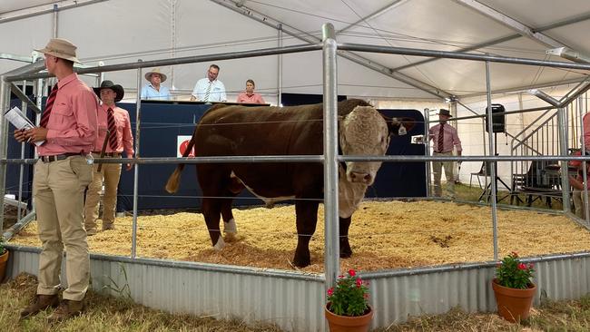 A bull on display at Injemira.