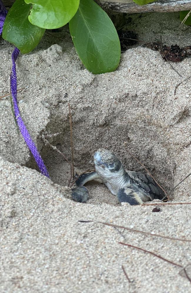 Flatback turtle hatchling emerges from the sand on Magnetic Island. Photo: Colleen Mandris.