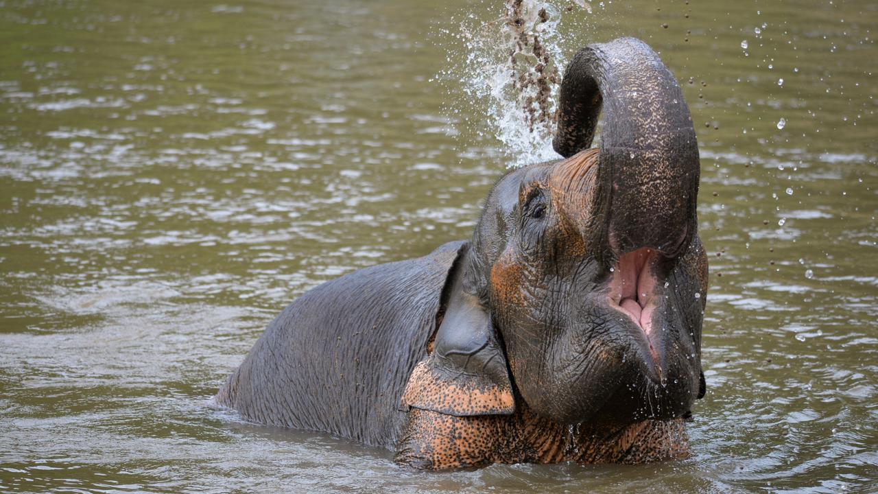 There are about 2800 captive elephants used for tourism in Thailand, according the World Animal Protection. Picture: Stephanie Meng / Biosphoto via AFP
