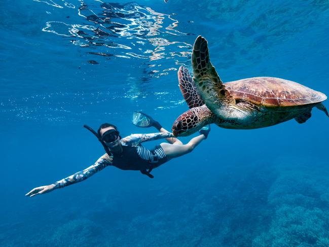 Snorkelling with a turtle off Lady Musgrave. Picture: TEQ