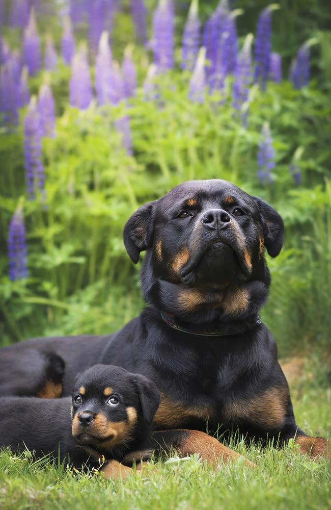 Little Rottweiler Daisy and her big sister Crystal posing for the camera. Picture: Darya Zelentsova/Comedy Pets