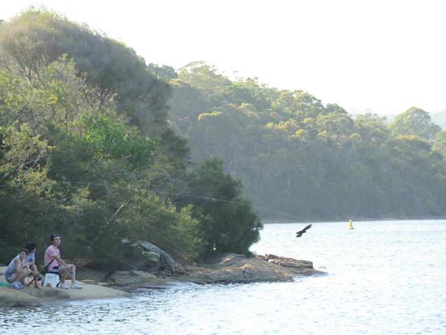 Bushland around Manly Dam is a hotspot for ticks.