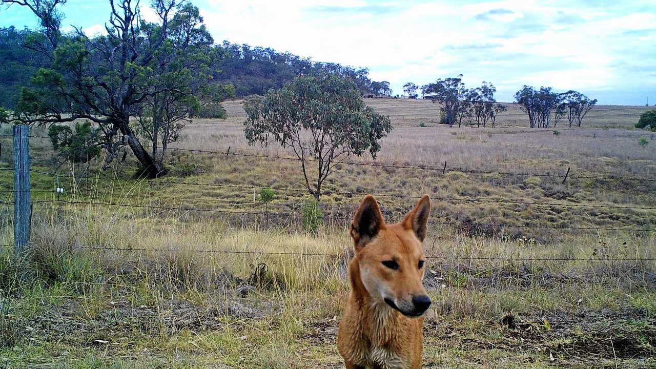 Wild dogs out of control across the Gympie region | The Courier Mail