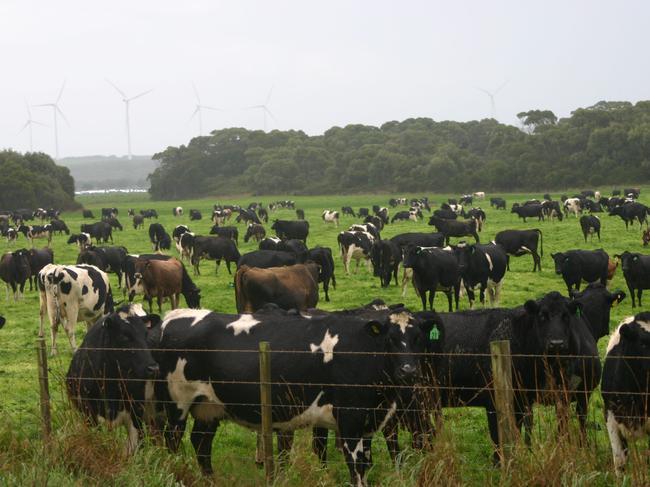 There are calls to return Van Dairy to Australian ownership.