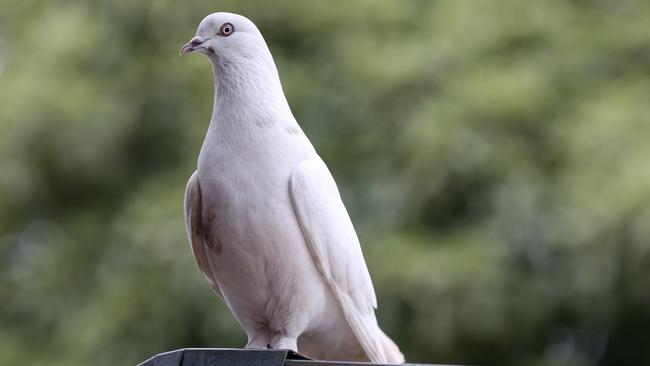 My Saturday: Tony Cassar. Girl the pigeon who came one day and now follows Tony around his house. Picture- Nicole Cleary