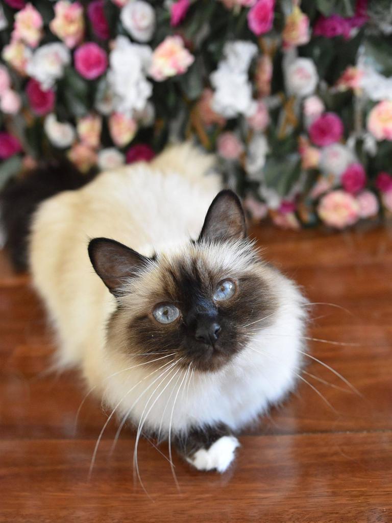 Rosey 4 year old Birman girl. Picture: Cassie Chamings. Cutest cats in Redcliffe.