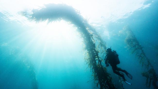 Simon Brooks's Underwater kelp garden. Picture: Alice Bennett