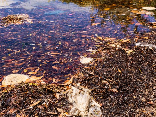 SYDNEY, AUSTRALIA, NewsWire Photos. JANUARY 19, 2024. Rose bay beach is one of the beaches where the water quality has been affected by the recent wet weather. Picture: NCA NewsWire/ Ben Symons