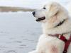 COUNTRY LIVING: Maremma at Warrnambool  The Maremma dogs who guard the penguins at Warrnambool. Handler Phil Root is in charge of the dogs, while Peter Abbott is the manager of tourism services, running tours to the island and overseeing the Oddball Club (which is the name of the movie Oddball, which details the story of the Maremmas and penguins, due for release this year).  Pictured: Tula the Maremma DOGS CALENDAR 2016.  PICTURE: ZOE PHILLIPS