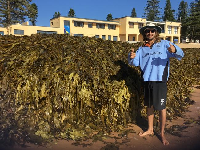 Northern Beaches Council lifeguard Liam Arms with a mountain of seaweed that has forced the closure of Collaroy Beach.