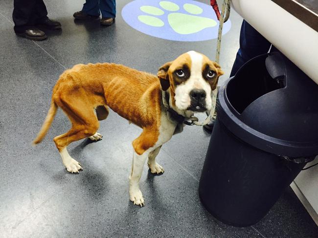 Dogs in ‘poor conditions with no water’ in Goomeri