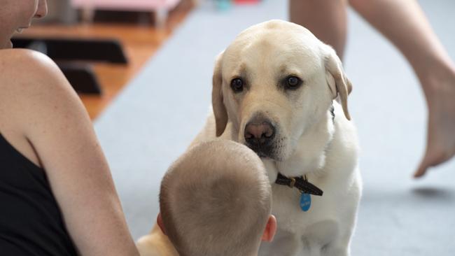 Labrador Beau plays with the children at Bear Cottage. Picture: Monique Harmer