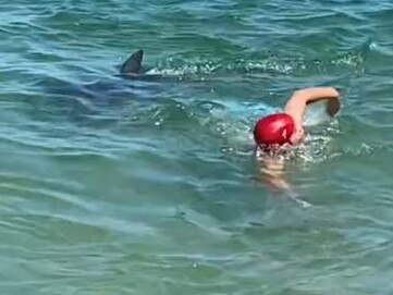 Shock as enraged dolphin breaks man’s ribs