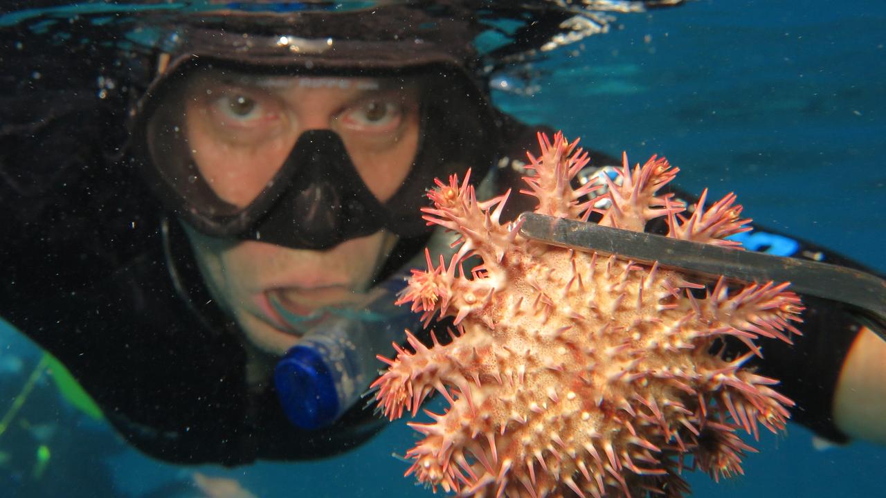 Experimental Scientist with the Australian Institute of Marine Science with a Crown of Thorns starfish on the Great Barrier Reef off the coast of Cairns. Picture: Brendan Radke