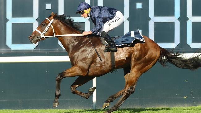 Golden Slipper winner Shinzo resumes in the Golden Rose.