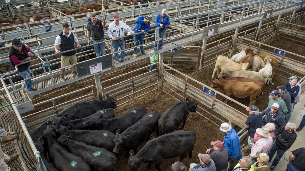 World cattle market in struggle to remuster record highs | The Weekly Times