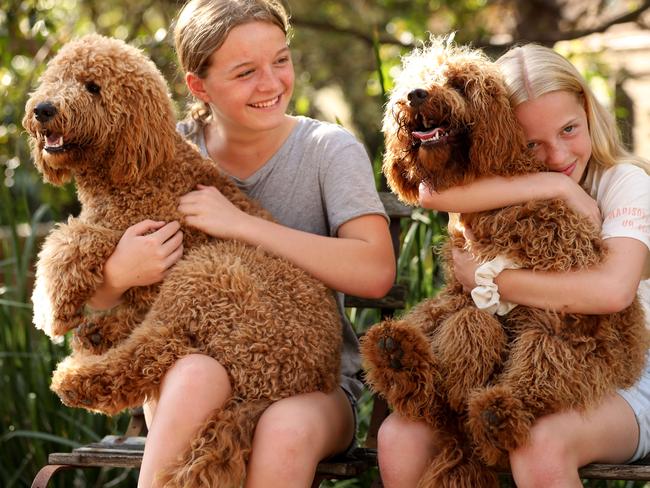 Suki Waddei (14) (left) pictured with her sister Ruby (12) and puppies Maple and Billy both 7 month old Groodles from the same litter. 27th November, 2020. Picture by Damian Shaw