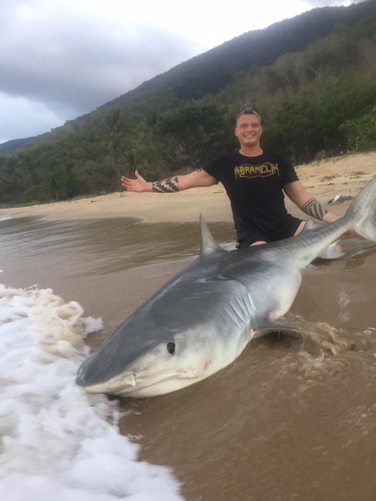 Cairns sharks: Hefty tiger and bull sharks caught off Cairns | The ...