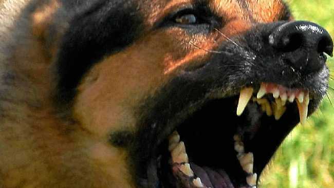 Council confirms angry dogs found roaming streets | The Courier Mail