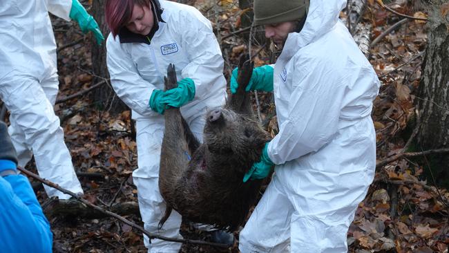 Workers of the veterinary department recover a dead boar during an animal desease's drill aimed at preparing Saxony's officials to a possible outbreak of the African swine fever, in Grimma, eastern Germany iin 2019. Picture: Sebastian Willnow.