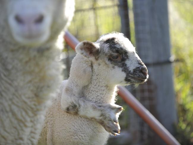 The lamb born with an additional limb.