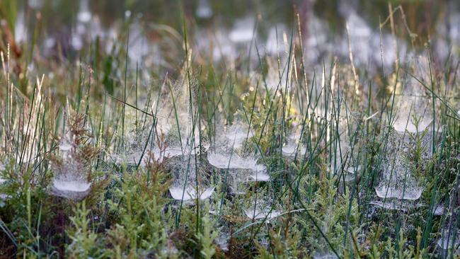 Sunrise webs