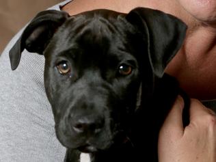 Stolen puppy returned after ‘reward’