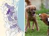 ‘Dog poop bags in my hedge for months’: Boom causing complaints