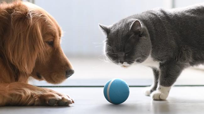 Pet tech: The Cheerble Wicked Ball - $79