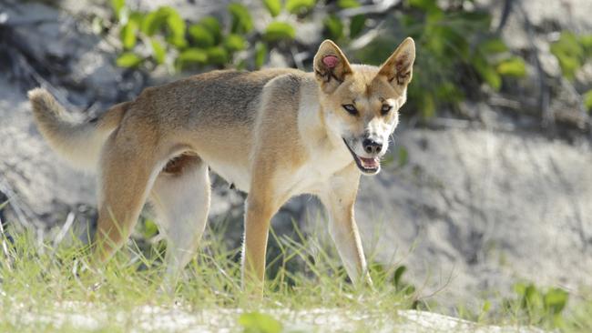 A widespread cull of dingoes on Fraser Island is not being considered by the State Government. Picture: Lachie Millard