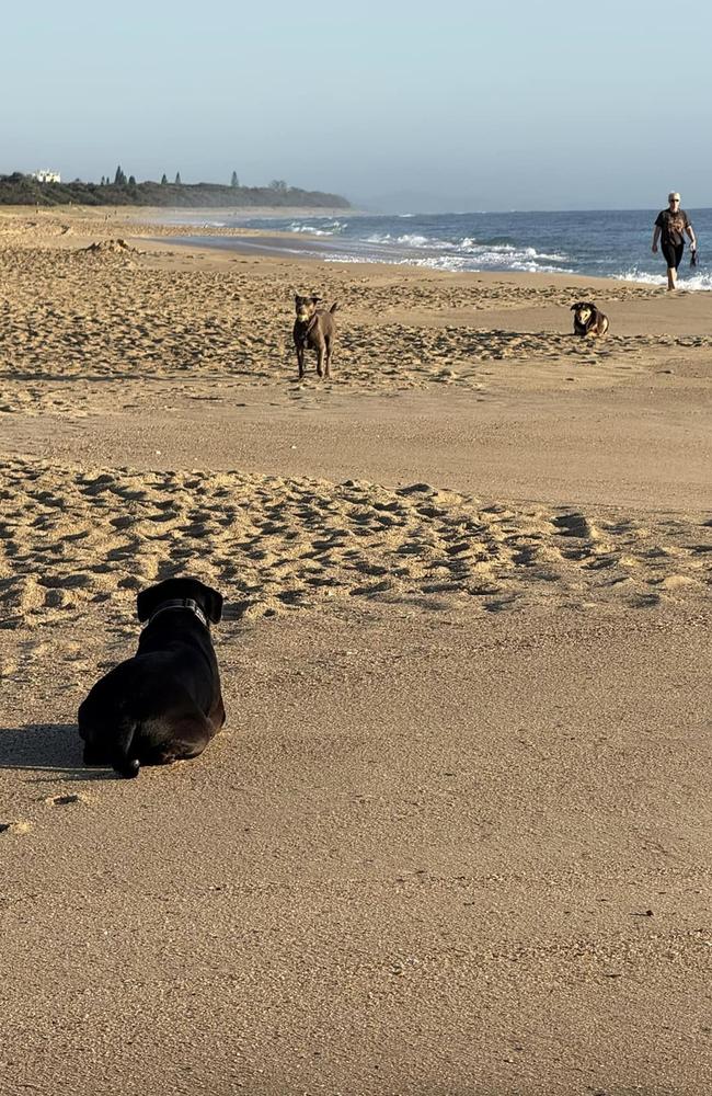 The North Shore Dog Beach at Mudjimba could be the next under threat by the Sunshine Coast Council.