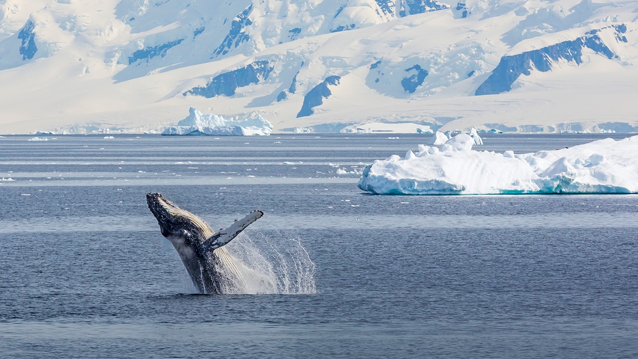 A humpback whale breaches in the Gerlache Strait, Antarctica.