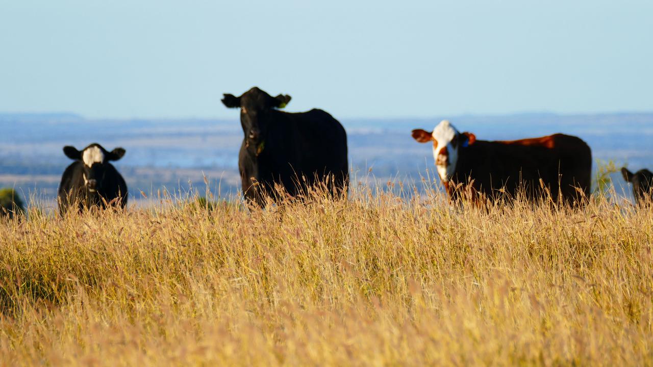 Moorabinda Station is rated to carry 6000 Adult Equivalents (AE) or 4500 breeders across the whole property.