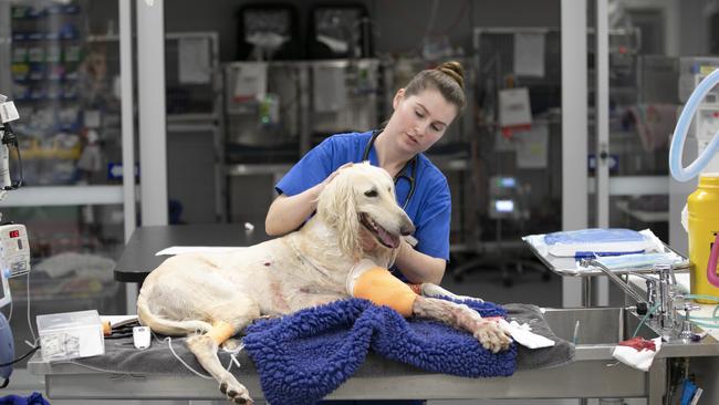 Ellise Mortenson checks on Havoc after her dog bite wound has been cleaned and packed and she awaits surgery. Picture: Mark Cranitch