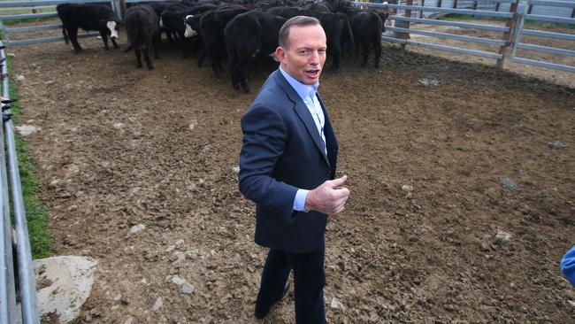 Meanwhile, Tony Abbott checks out the back end of some cattle in Yass.
