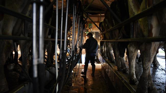 Price time: Dairy farmers are weighing up the prices on offer from processors for their milk in 2022-23.