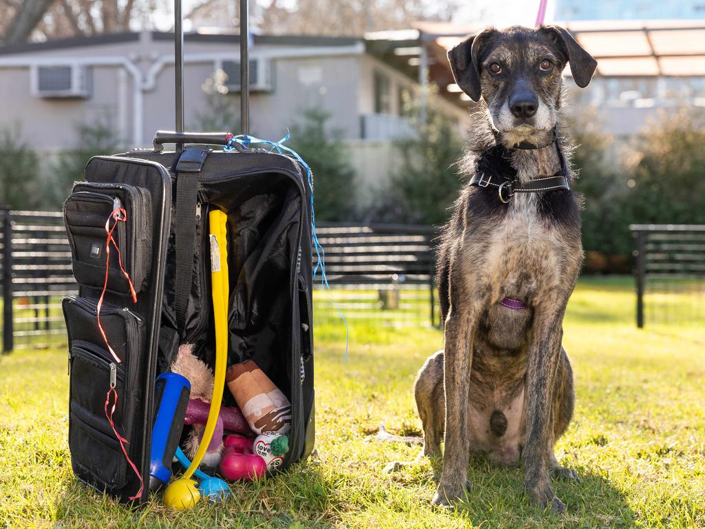 Hard rubbish dog Atticus ready for adoption at Lost Dogs Home | Herald Sun