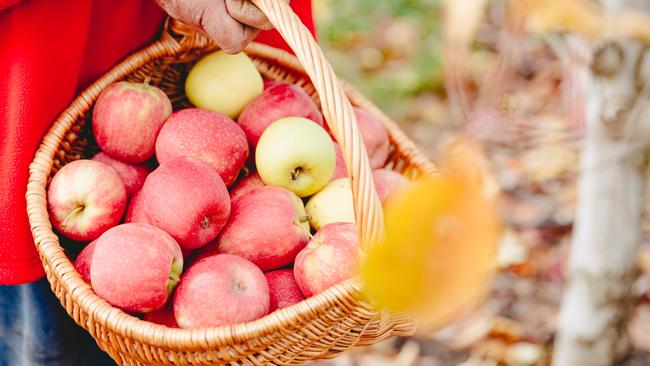 Pink Ladies are a customer favourite, and one of nine apple varieties that the Pollards grow. Picture: Chloe Smith