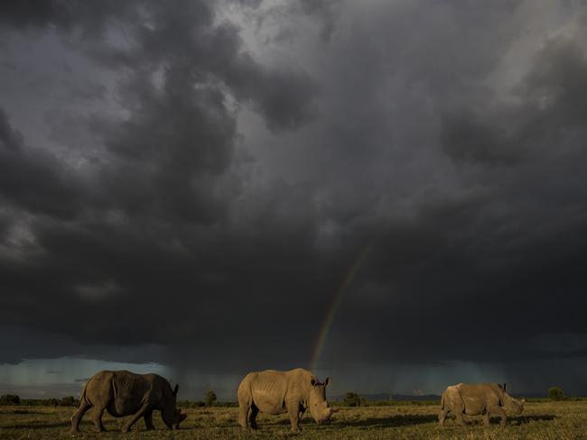 Remembering Rhinos: Paul Goldstein (White rhino, Kenya) www.rememberingrhinos.com/kickstarter