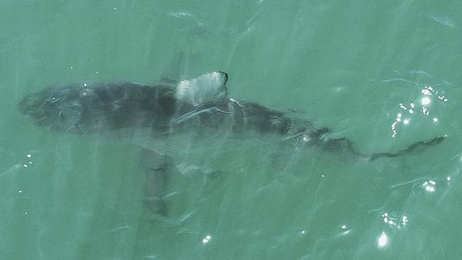 The tiger shark spotted off Woodgate. JC‘s Fishing Shenanigans’ Jeremy Chaseling snapped this image.