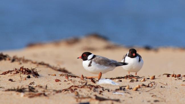 The hooded plovers which have nested at Seacliff. Picture: Glenn Ehmke.