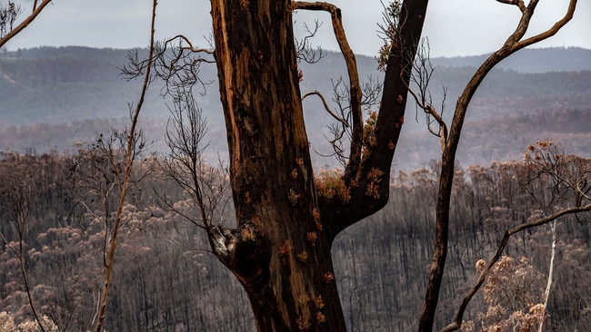 AUS MAG. Pic of regrowth on a tree in the Ben Boyd National Park near the border of VIC/NSW photographed after the bush fires came through on new years day 2020 . Pic by Nic Walker. For a story by Trent Dalton. Date 16th Feb 2020