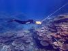 Surprising finding about the Great Barrier Reef