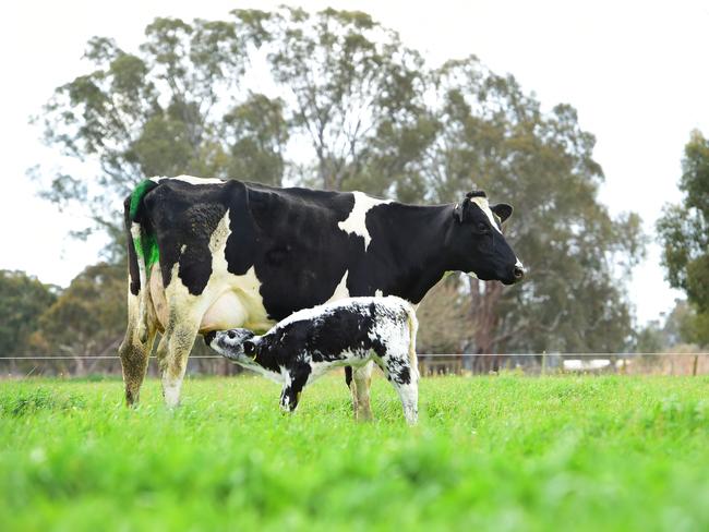 How Now Diary has a milking herd of 75 Jersey, crossbred and Holstein cows. Picture: Zoe Phillips