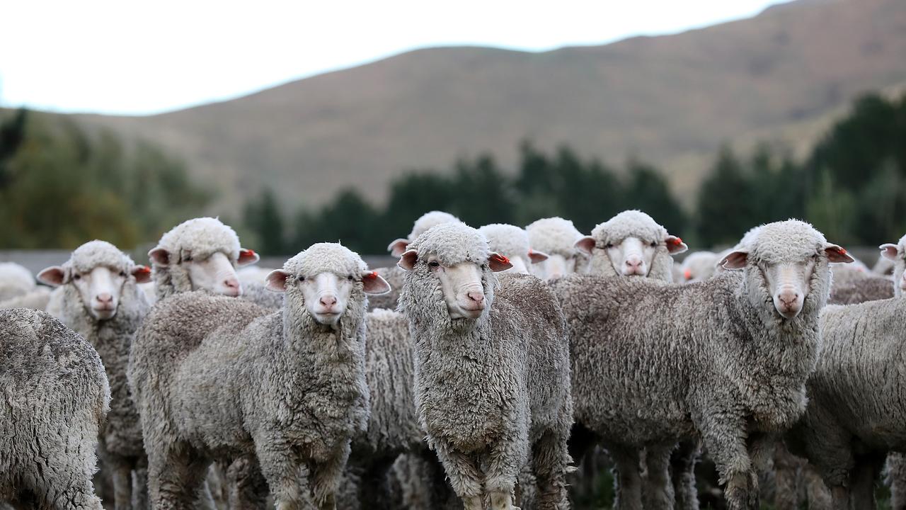 Australian wool wanted to fill booming demand for NZ brands | The ...